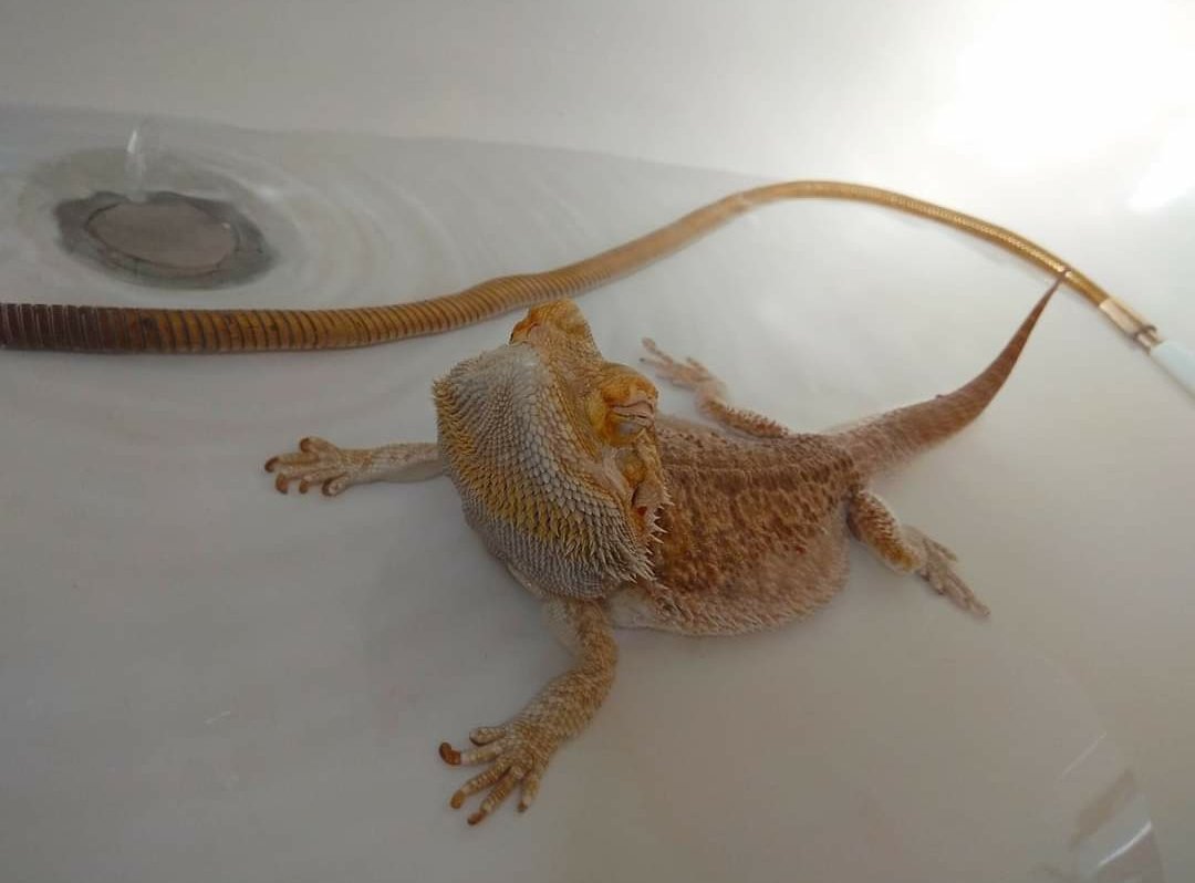 CharLBays's tweet photo. @NatStephen This was my wonderful, grumpy, old guy, Albert π Unfortunately, he didn't make it to #LPSC2021, but he would have offered calming support to those giving presentations! #BathYoga #PetsOfLPSC https://t.co/xGkUYgi5pN