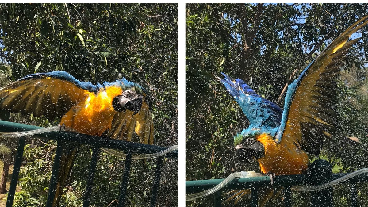 monicas_macaws's tweet photo. #Tiago checking in for #WetChickenWednesday💦
#SingingInTheRain #bathtime #SingingInTheShower #WednesdayVibes #DontForgetBehindYourEars #SunnyShowers #CleanBird #BirdTwitter #ParrotLife #ParrotLove #GettingSoggy #FeelsSoGood #OutsideShower #TicklesMyFeathers #CarlsbadCA https://t.co/RX1GrbBGeS