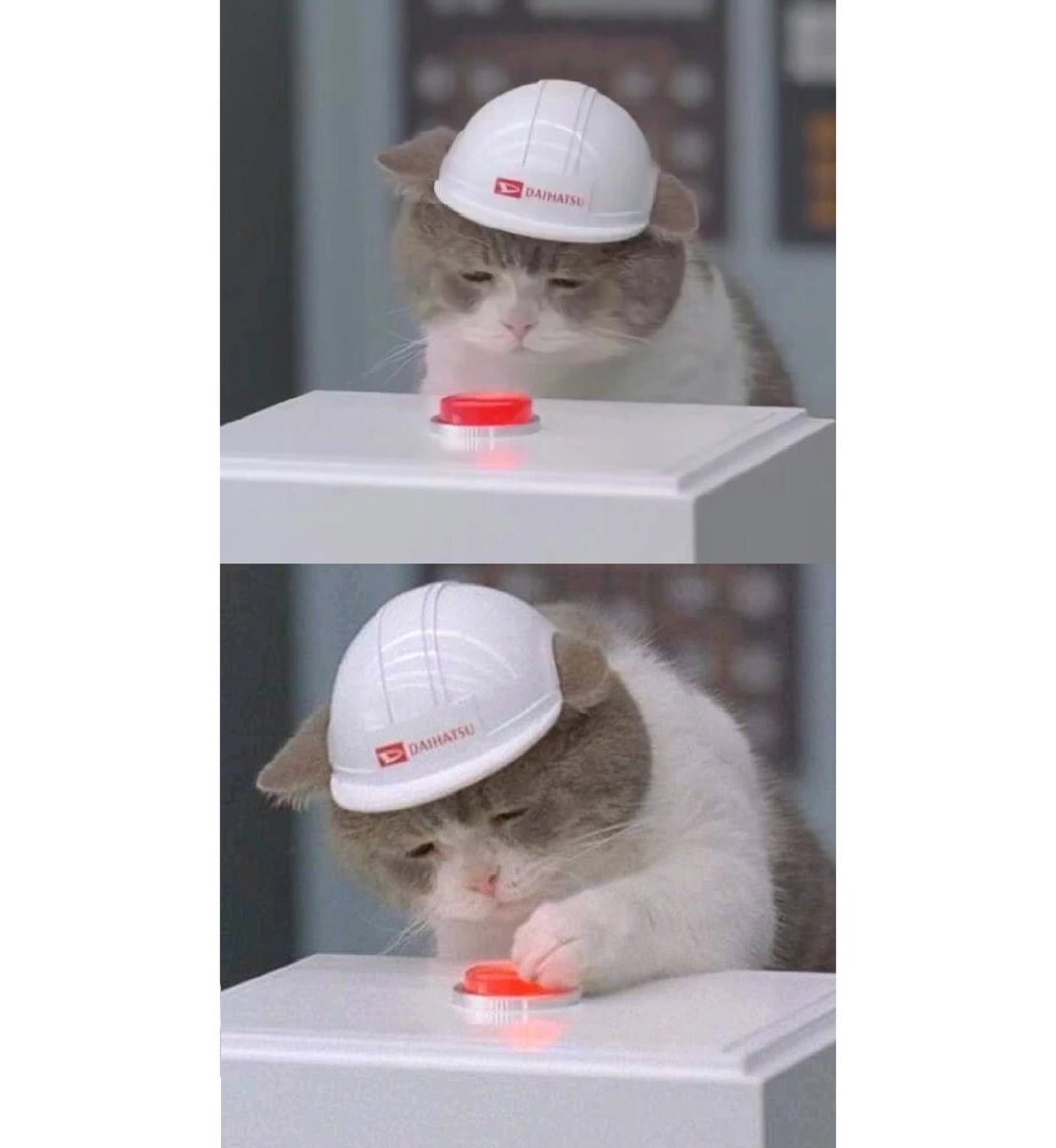 hat cat no humans animal animal focus meme baseball cap  illustration images