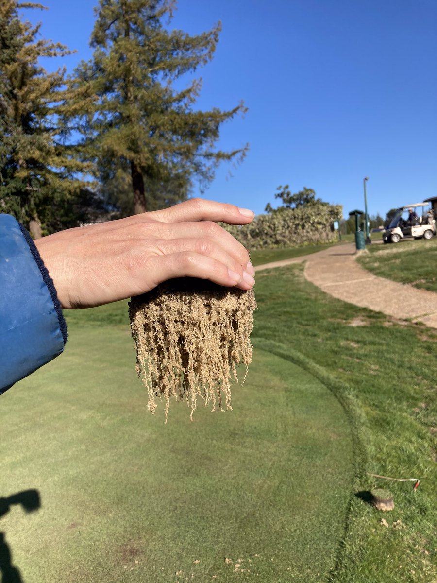 Bentgrass green sodded 11/25/2020 in Auburn, California emerging nicely from winter after a consistent diet of RhizoCarbon sprayed biweekly.