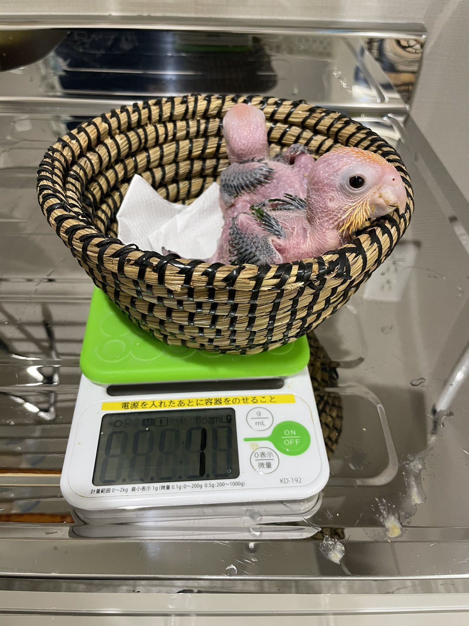 京都シロハラインコ株式会社 シロハラインコ雛 今日は 体重測定 1日4回食前 食後の体重を測定しています 巣上げして2日目ですが 少し慣れてきた様子 シロハラインコ インコ雛 京都シロハラインコ インコ里親募集 京都シロハラインコ株式会社 シロハラインコ雛 今日は 体重測定 1日4回食前 食後の体重を測定しています 巣上げして2日目ですが 少し慣れてきた様子 シロハラインコ インコ雛 京都シロハラインコ インコ里親募集