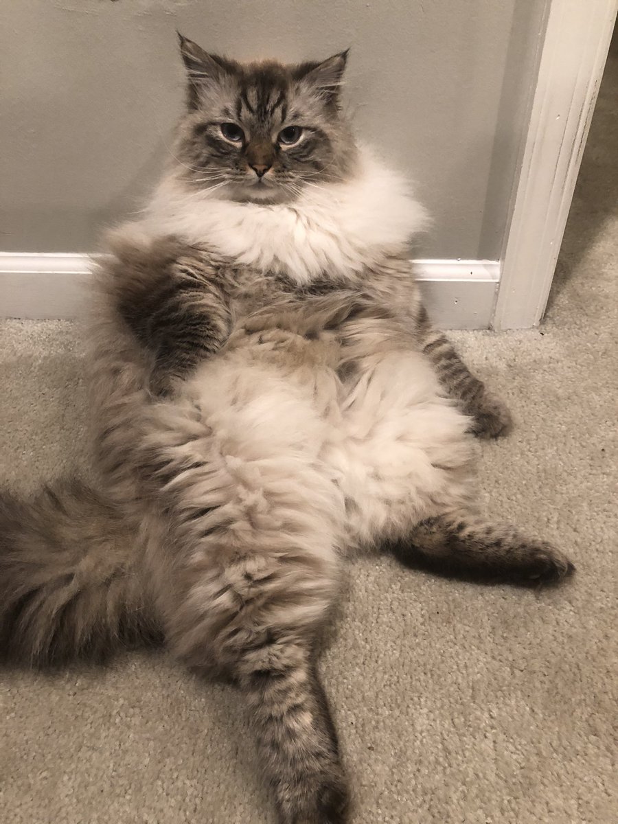 Valerie Insinna tweet media