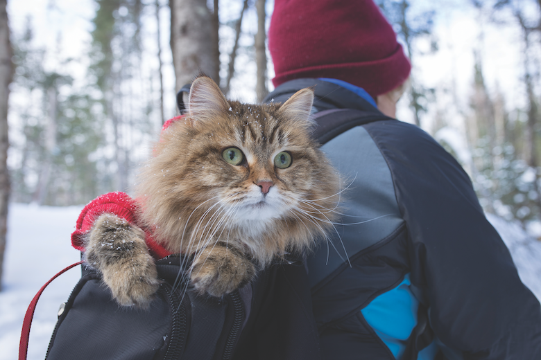 HunterHGrey's tweet photo. Help Your Cat Exercise | https://t.co/o5ivK72rgR #cats #animalexercise #Stayinshape https://t.co/VjauTpw7OD