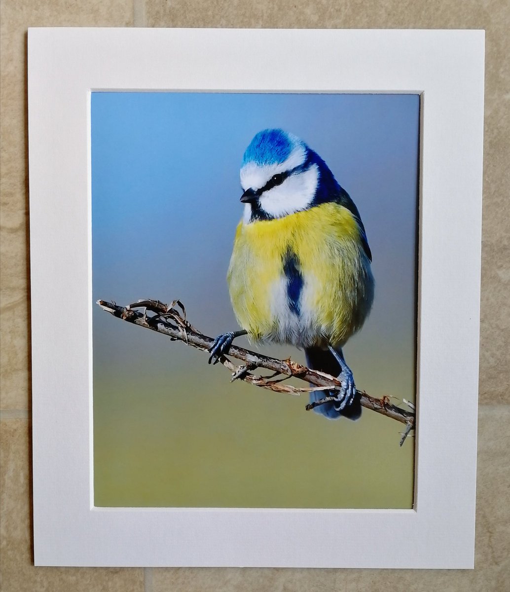 'Blue Tit colours' 10x8 mounted print.  Now available in my shop here; https://www.carlbovis.com/product-page/blue-tit-colours-10x8-mounted-print 