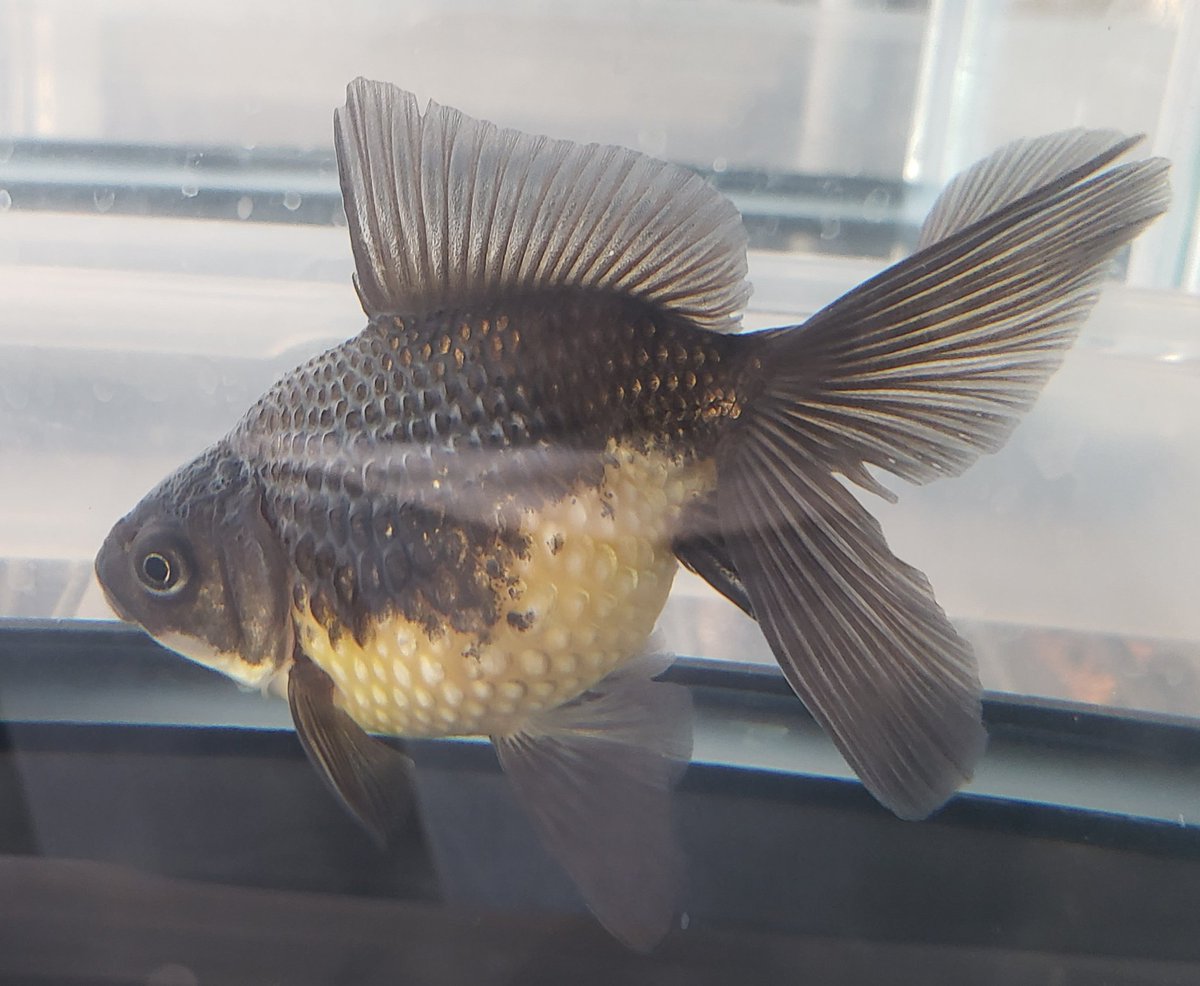 Sakura Sarasa Sakurasarasa C9 Twitter