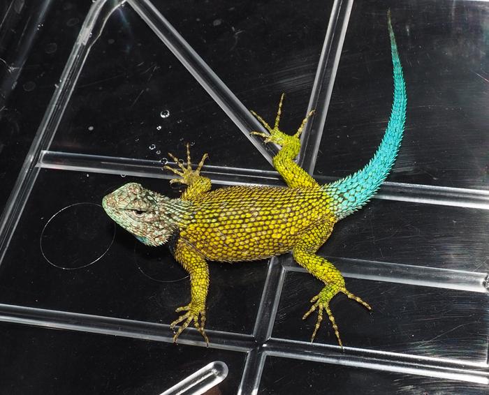 Endlesszone ターコイズハリトカゲ Sceloporus Taeniocnemis グァテマラに産するマラカイトハリ トカゲの近縁種 マラカイトに比べ鱗が細かく 頭部はターコイズブルー 尾が濃い水色です 3枚目はマラカイトとの比較 左側のマラカイトはずんぐりがっちり