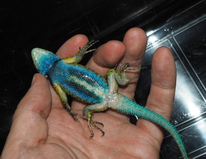 Endlesszone ターコイズハリトカゲ Sceloporus Taeniocnemis グァテマラに産するマラカイトハリ トカゲの近縁種 マラカイトに比べ鱗が細かく 頭部はターコイズブルー 尾が濃い水色です 3枚目はマラカイトとの比較 左側のマラカイトはずんぐりがっちり