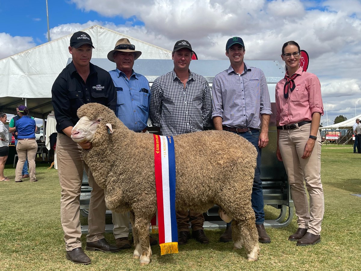 CollinsvilleAUS's tweet photo. RAM OF THE YEAR
Collinsville rams have placed 1st &amp; 3rd in the 'Ram of the Year' class at the Elders 2021 SA Stud Merino Expo!

#CollinsvilleStudMerinos #ProfitableSheep
@EldersLimited @MerinoInsight #UniversalFeeders https://t.co/Xfi74JhQvg