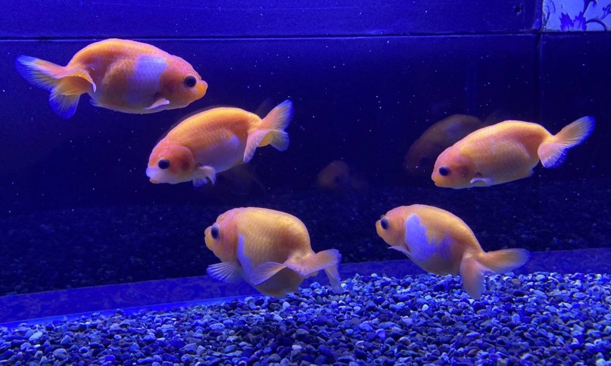 Daiichi Tv イベント情報 静岡parco で開催中の 癒しのミニ水族館 Healing Aquarium 青い光の中で幻想的 Owo 会場内はとってもいいアロマの香りが 艸 静岡パルコ Healingaquarium 金魚 アロマ T Co Pl6apd1ig5 T Daiichi Tv イベント情報 静岡parco で開催中の 癒しのミニ水族館 Healing Aquarium 青い光の中で幻想的 Owo 会場内はとってもいいアロマの香りが 艸 静岡パルコ Healingaquarium 金魚 アロマ T Co Pl6apd1ig5 T