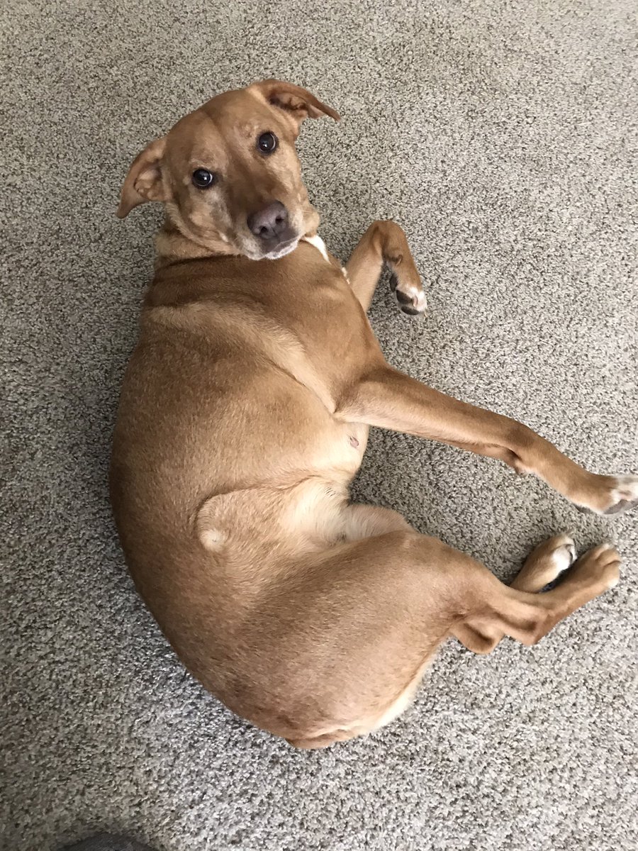 Shinsuke Pa Twitter 今まで愛犬の犬種を尋ねられても 雑種としか答えられなかったけど Dnaテストキットが売ってるのか Amexで10 引きのオファーもあるし ポチッてしまった これで今後は犬種 Xxがy Zzが Ooがww の雑種ですね と答えることができる Shinsuke Pa Twitter 今まで愛犬の犬種を尋ねられても 雑種としか答えられなかったけど Dnaテストキットが売ってるのか Amexで10 引きのオファーもあるし ポチッてしまった これで今後は犬種 Xxがy Zzが Ooがww の雑種ですね と答えることができる