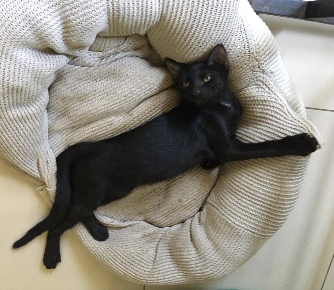 エビ吉さま えび吉 (@ebysh889) / X