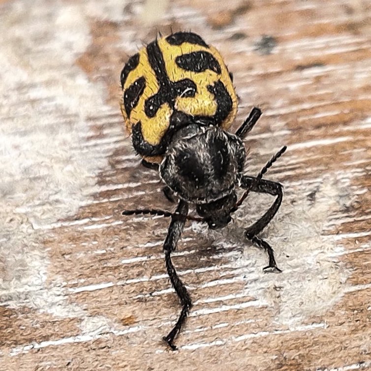 ironchobis's tweet photo. NOMBRE COMÚN: #Astilo Moteado
Nombre científico: #Astylus atromaculatus
Familia: #Melyridae
Orden: #Coleoptera
Clase: #Insecta
Filo: #Arthropoda
Reino: #Animalia

#fotografia #insecto #ironchobis #bicho #mundo https://t.co/UY3FsgdVqy