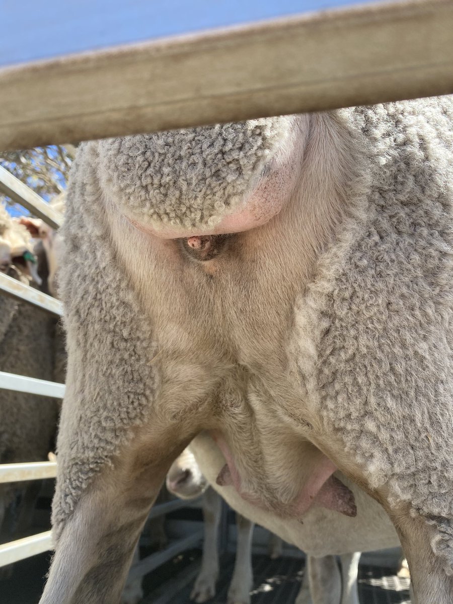 Ever seen a natural bare breech like this? No Mulesing or crutching required...and it’s a fine wool Merino type that weans 150% on average and cuts up to 6.5kg!! But what is it?