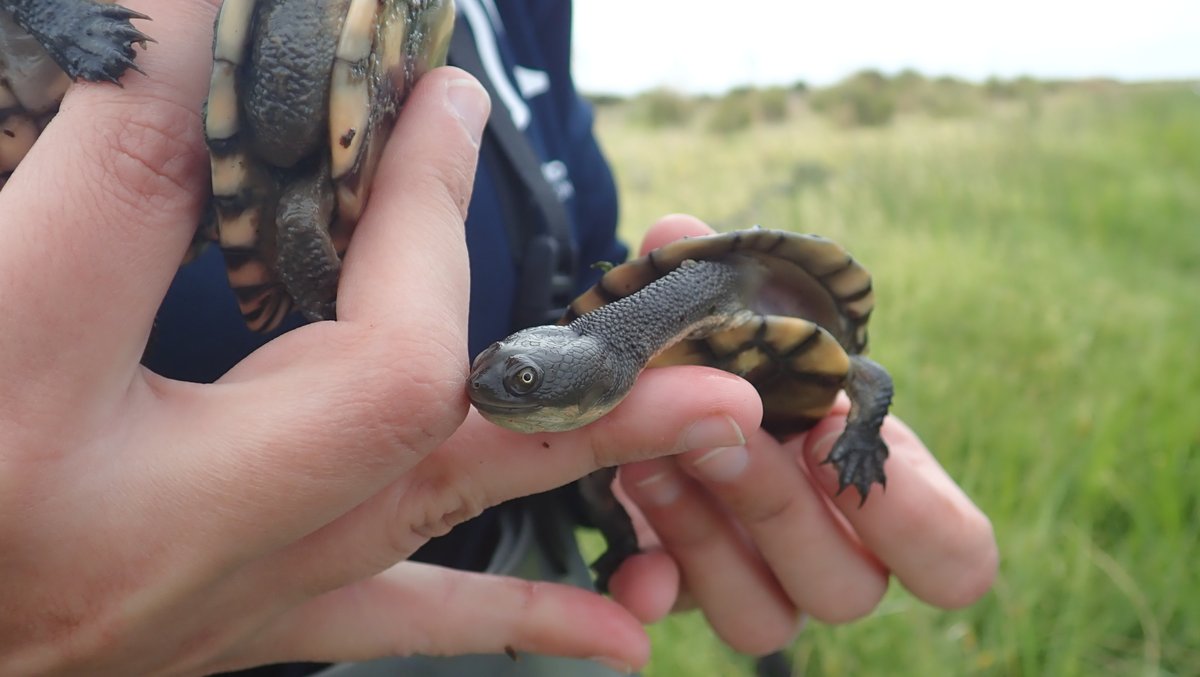 walking_sharks's tweet photo. Baby long-necked #turtles stole the show last week while helping @TiffanyJNay survey #freshwater fish. https://t.co/dfC5qdZBZB