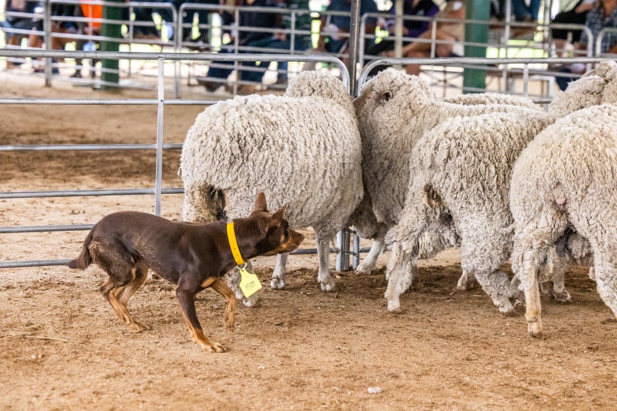 #sheepfarmer #sponsor Well done to all involved in the Jerilderie Working Dog Auction 2021 held recently in Jerilderie, NSW. A great achievement with two of the top dogs fetching $16,000; with an average sale price of $10,081. Credit to Jerilderie Working Dog Auction for images.