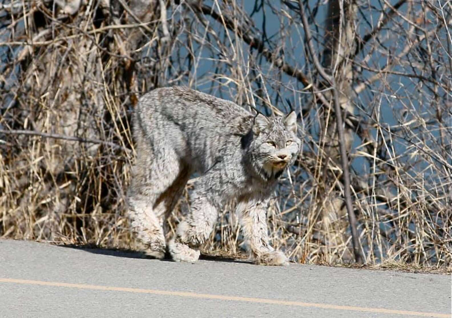 山田ホタテ カナダにて カナダオオヤマネコが自宅の前の道路を歩いていく姿を撮影することに成功した という記事 撮影者を一瞥し 堂々と歩いていく美しい姿 畏怖の念を抱いてしまう T Co Zz8wbykvdb T Co Yaftlr3ser Twitter