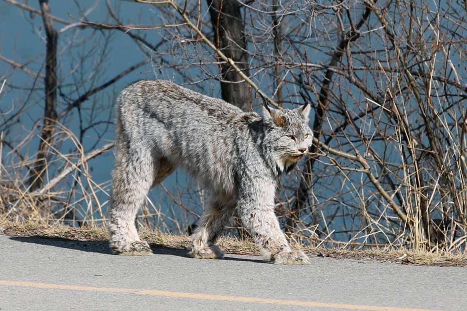 山田ホタテ カナダにて カナダオオヤマネコが自宅の前の道路を歩いていく姿を撮影することに成功した という記事 撮影者を一瞥し 堂々と歩いていく美しい姿 畏怖の念を抱いてしまう T Co Zz8wbykvdb T Co Yaftlr3ser Twitter