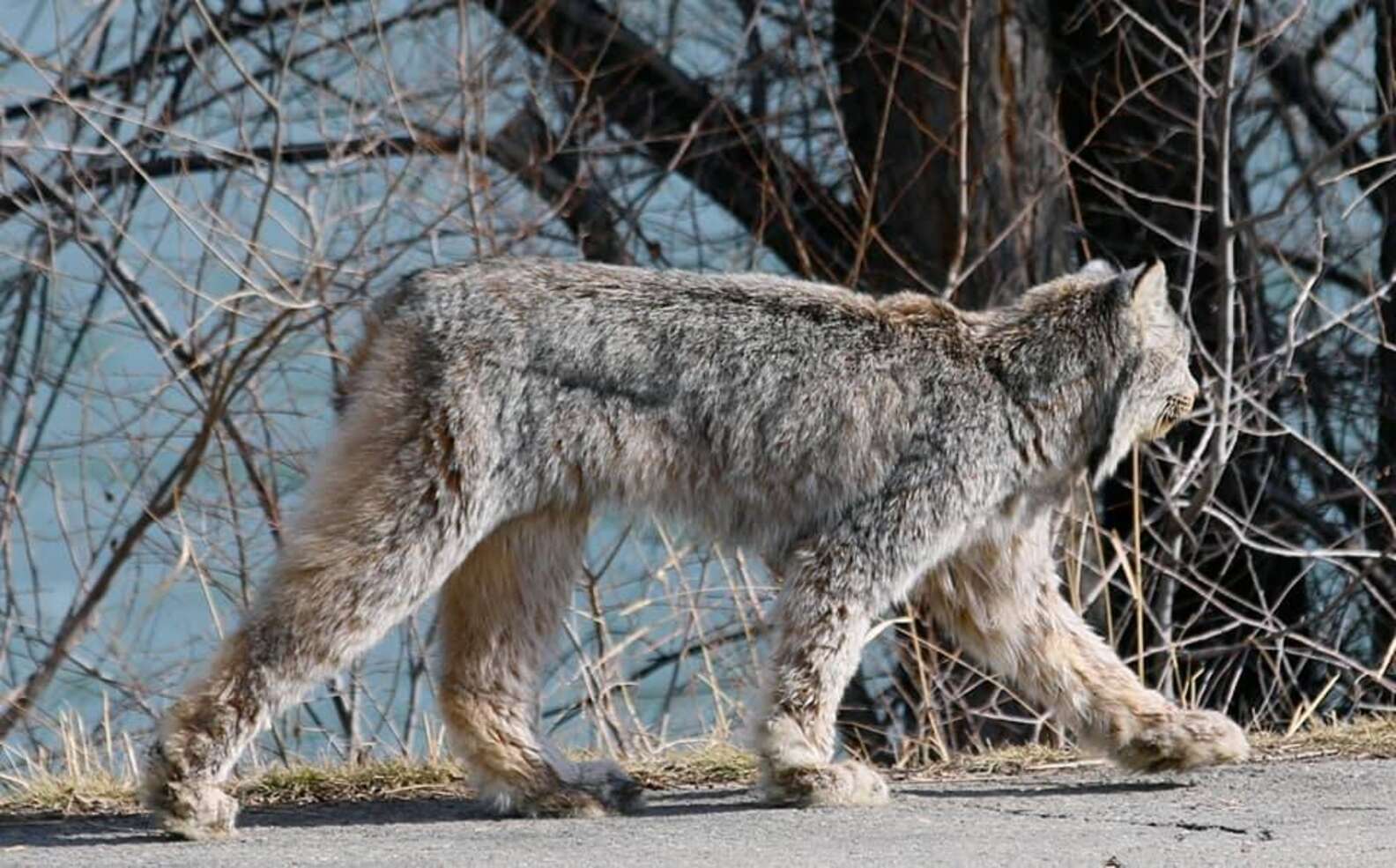 山田ホタテ カナダにて カナダオオヤマネコが自宅の前の道路を歩いていく姿を撮影することに成功した という記事 撮影者を一瞥し 堂々と歩いていく美しい姿 畏怖の念を抱いてしまう T Co Zz8wbykvdb T Co Yaftlr3ser Twitter