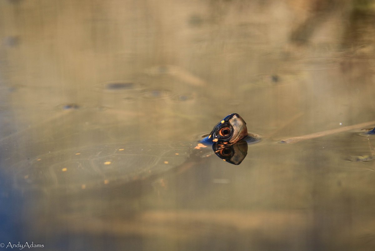 AA_ecoprof's tweet image. A few warm days coaxed out some spotted #turtles, one of the more cold-tolerant #chelonians. They're normally very skittish and will plop into the water at the slightest disturbance, but a few were so desperate for sunshine that they stayed put despite my presence. #spring