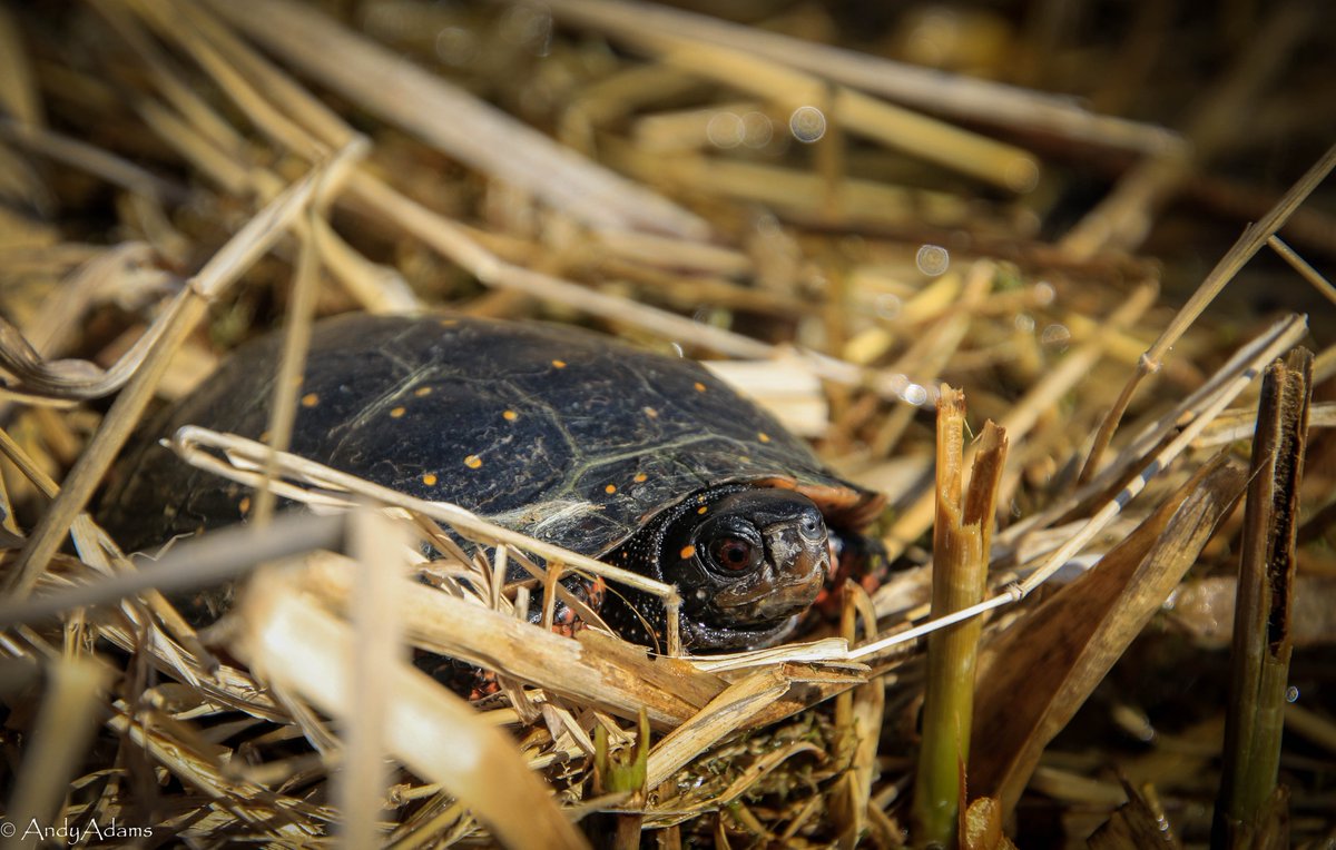 AA_ecoprof's tweet image. A few warm days coaxed out some spotted #turtles, one of the more cold-tolerant #chelonians. They're normally very skittish and will plop into the water at the slightest disturbance, but a few were so desperate for sunshine that they stayed put despite my presence. #spring