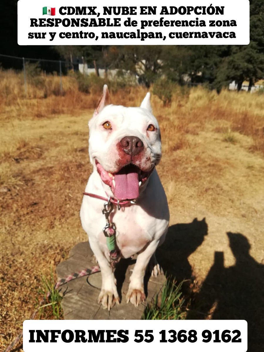 aserrano01's tweet photo. #Naucalpan #Narvarte #coyoacan #tlalpan #CDMX #AdoptaNoCompres #adoptaunnegrito #adoptame #adoptables #adoptable #AdoptaCambiaUnaVida #adoptaclub #cachorros #cachorro #Mascotas #perros  #BenitoJuarez #amor #Mascotas #roma #Cuernavaca #DejaHuella https://t.co/e60uBZoXh4