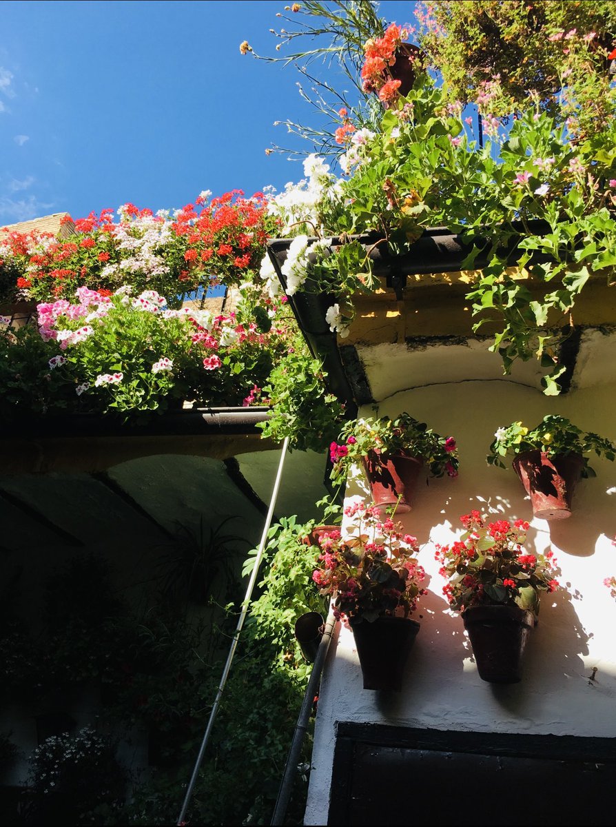 ✨✨🌻🌻 tweet media