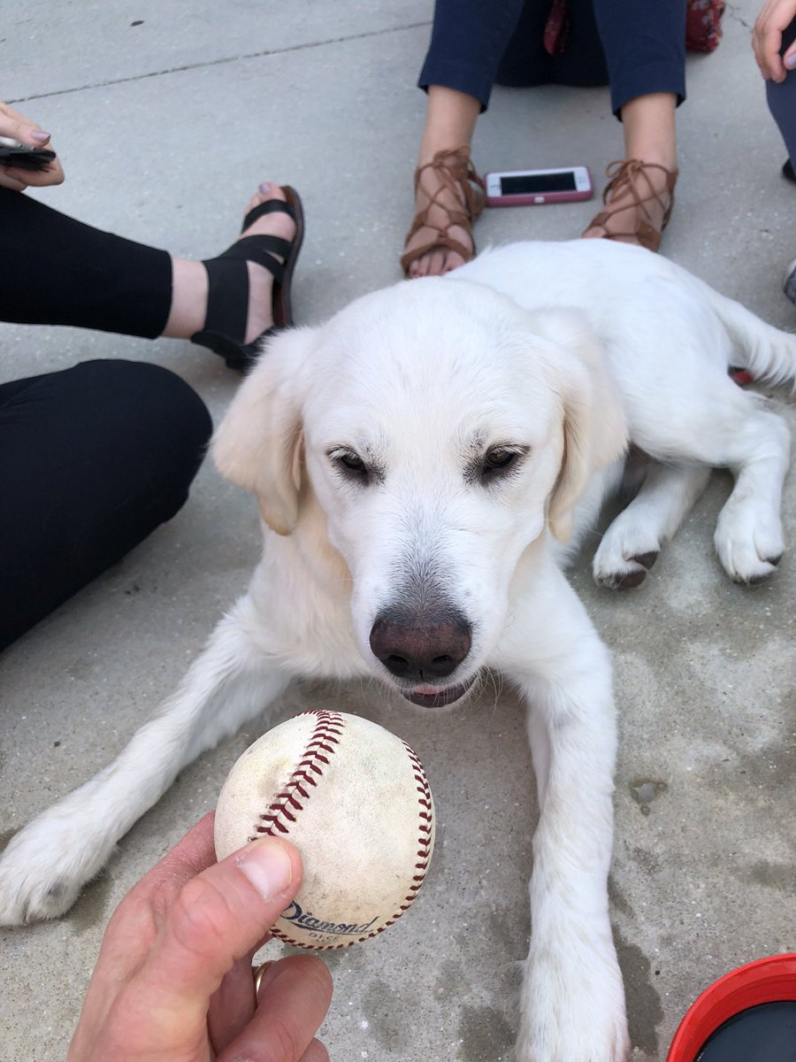 brianhunn's tweet image. @jaymehoskins @rhyshoskins so so sorry to hear about Rookie. 😢😢😢😢 #SpringTraining2018