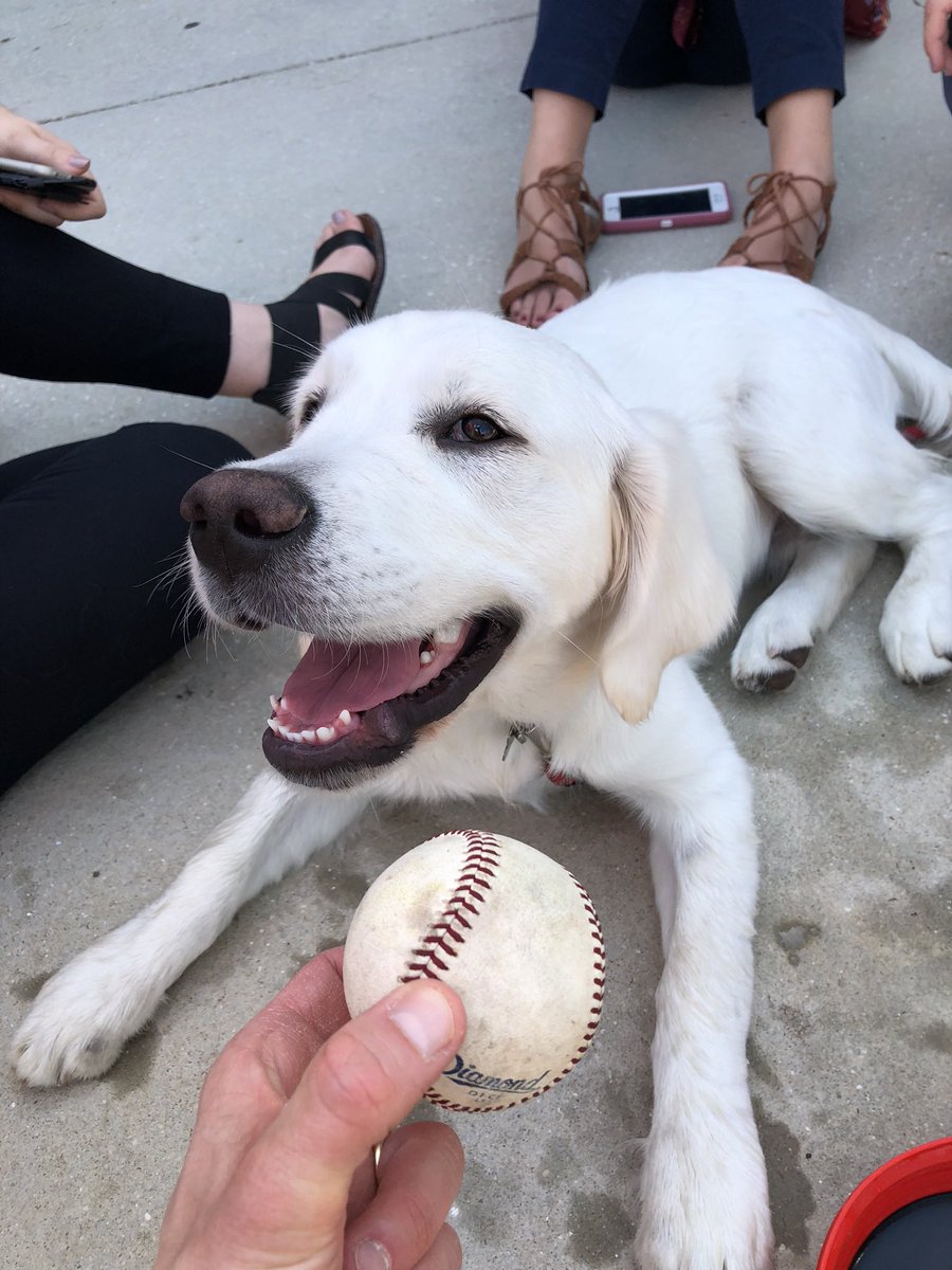 brianhunn's tweet image. @jaymehoskins @rhyshoskins so so sorry to hear about Rookie. 😢😢😢😢 #SpringTraining2018