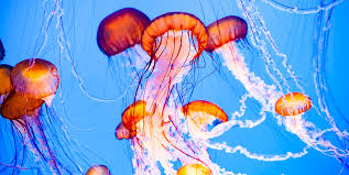 AvasBee's tweet photo. no thoughts just jellfish https://t.co/r5SeGHhXum