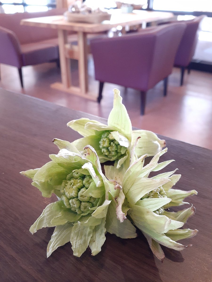 春一番の山のごちそう「ふきのとう」
今年も出てきてくれました🌸✨