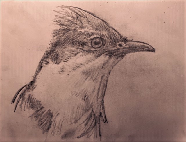GregoryJohnMer1's tweet photo. Sketches from quarantine:
Pied Cuckoo https://t.co/HkGf0wpqSZ
