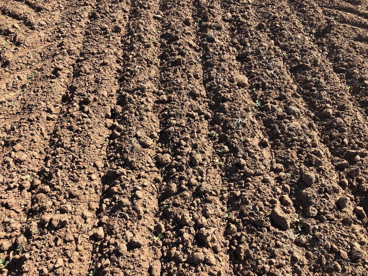 Lachlan Holden tweet media