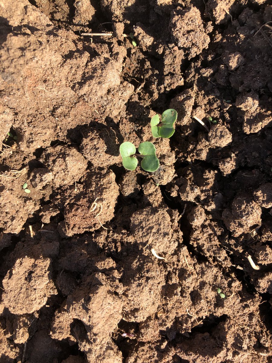 Lachlan Holden tweet media