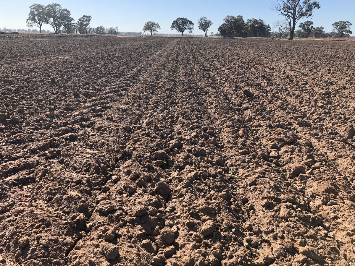 Lachlan Holden tweet media