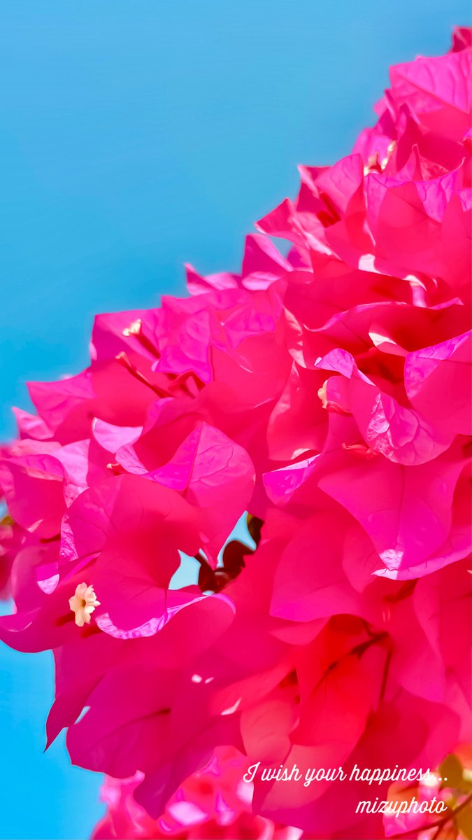 Uzivatel Mizuphoto ミズフォト 沖縄 石垣島 Na Twitteru 石垣島のブーゲンビレアがとっても可愛いので スマホ用壁紙を作ってみました もし良かったら使ってくださいღ ご自分で楽しむ範囲でよろしくお願いします Rtは大歓迎です 皆さまのお心にも明るい花