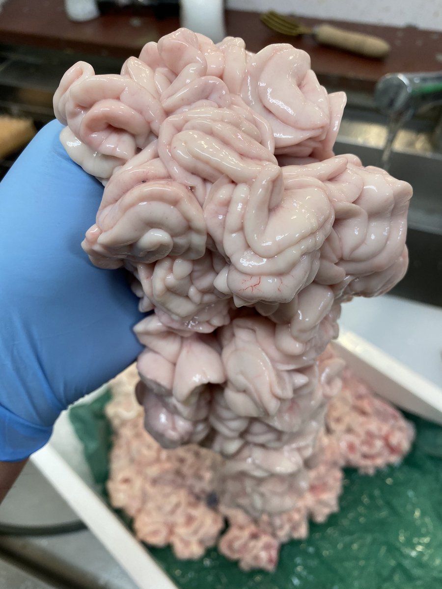 けんちゃん 北海道小樽で70年続く海産物問屋 今日とて 三井アウトレット店長です 綺麗な真タチに ホッケをフライ用に二枚おろし 小樽 小樽グルメけんチャンネル ホッケ 三井アウトレット