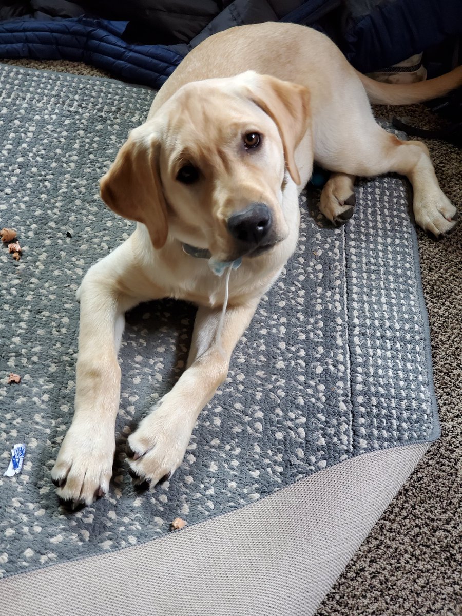 This is what my dog thinks of masks. Look at what he's eating.