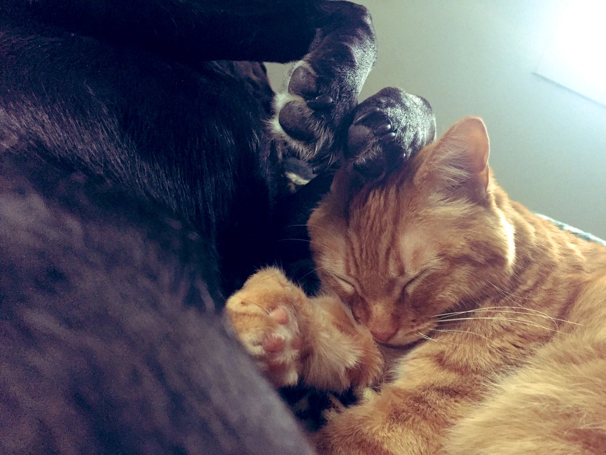Paws up. #pawcircle ❤️🙏❤️🙏❤️