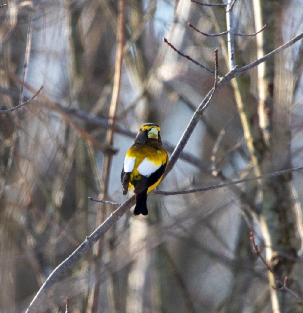 KFlanaganphotos's tweet photo. Evening Grosbeak #birdphotography https://t.co/lgnpDmgbra