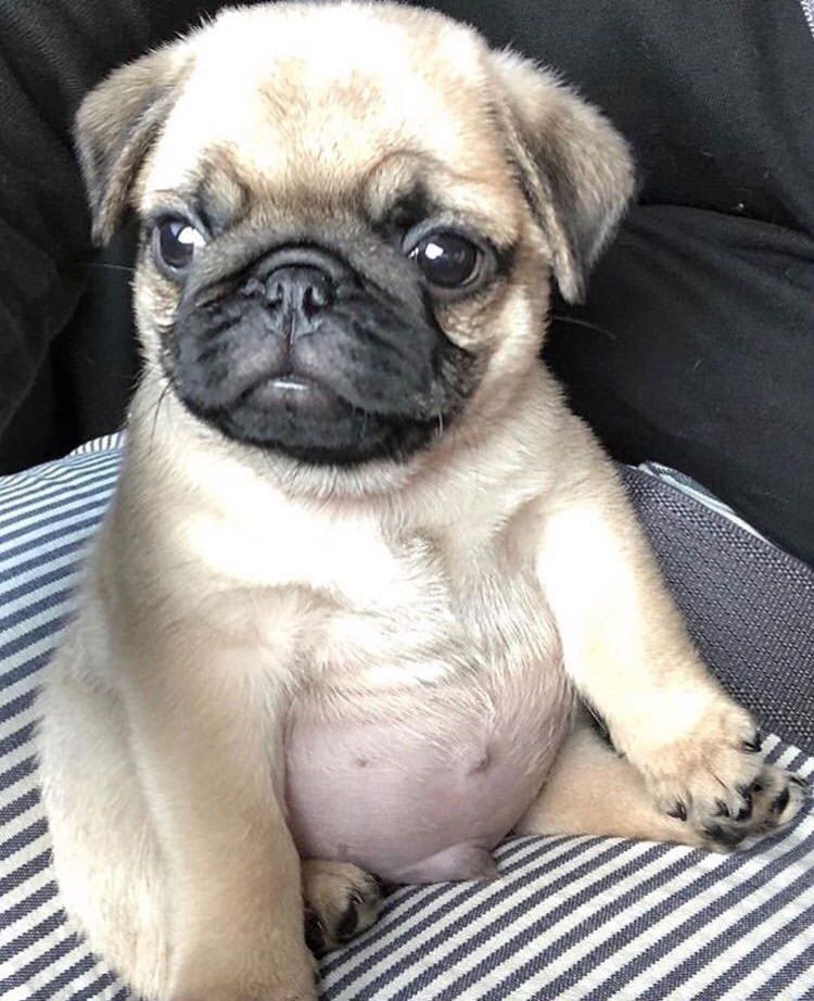 pugs gordinhos, eu te amo, eu te amo.