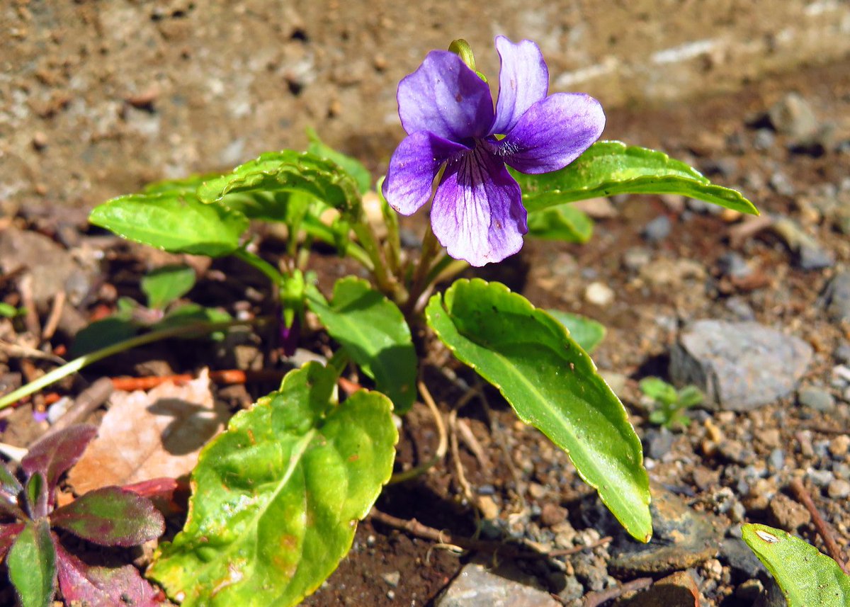 八條忠基 スミレ Viola Mandshurica のほか タチツボスミレ 立壺菫 学名 Viola Grypoceras も見つけました 壺 坪 は 内裏の藤壺や桐壺と同じように 小庭 を意味し 庭に生える菫 という意味です 八條忠基 スミレ Viola Mandshurica のほか タチツボスミレ 立壺菫 学名 Viola Grypoceras も見つけました 壺 坪 は 内裏の藤壺や桐壺と同じように 小庭 を意味し 庭に生える菫 という意味です