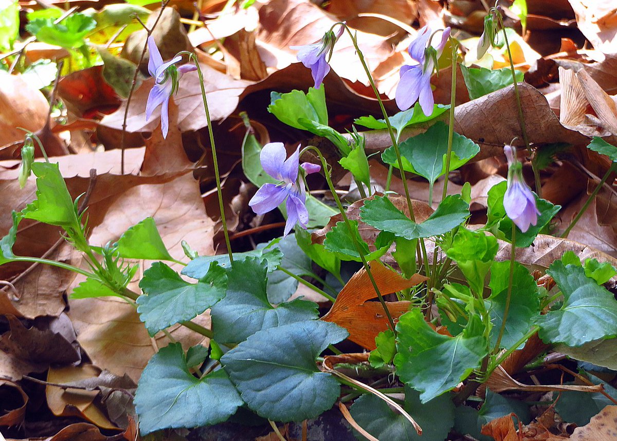 八條忠基 スミレ Viola Mandshurica のほか タチツボスミレ 立壺菫 学名 Viola Grypoceras も見つけました 壺 坪 は 内裏の藤壺や桐壺と同じように 小庭 を意味し 庭に生える菫 という意味です 八條忠基 スミレ Viola Mandshurica のほか タチツボスミレ 立壺菫 学名 Viola Grypoceras も見つけました 壺 坪 は 内裏の藤壺や桐壺と同じように 小庭 を意味し 庭に生える菫 という意味です