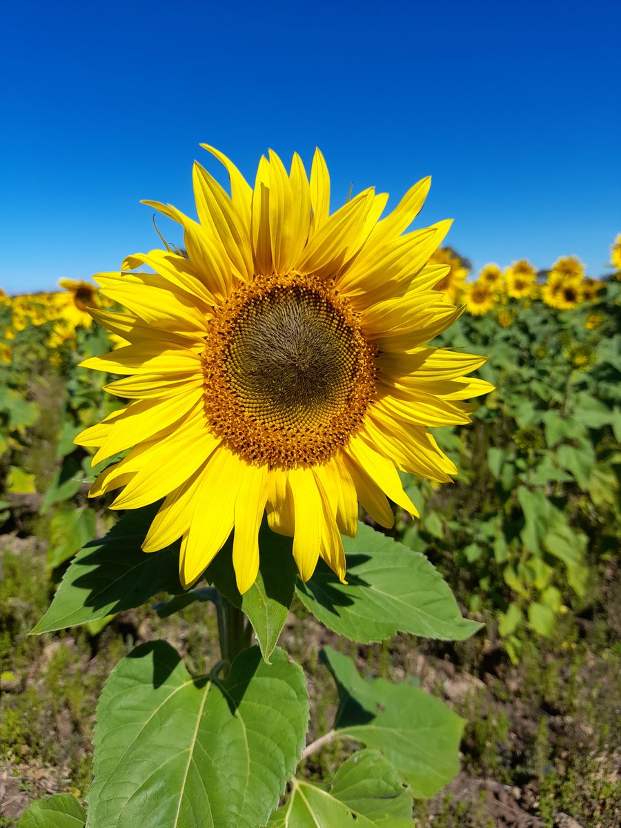 Need something for that someone special in your life, come and pick some sunflowers. Gippsland Research Farm (Bengworden Rd, Bairnsdale) Sunday 21st March 1:00pm
#sunflowers #love #farming