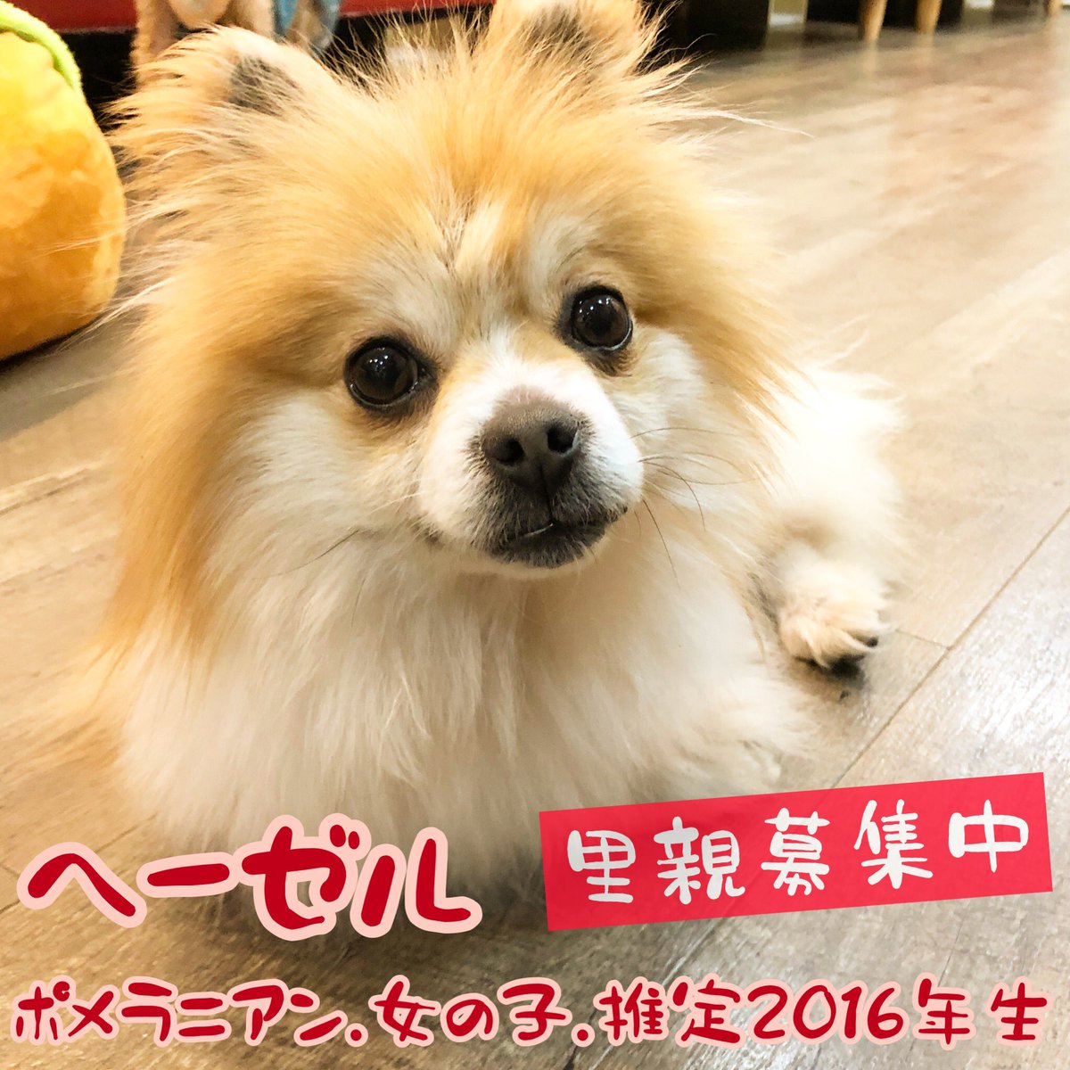 hogokencafet's tweet photo. #里親募集中

ヘーゼル【#ポメラニアン 女の子 推定5才】

とっても明るい性格でスタッフに構ってアピール頑張りすぎて終盤丸くなってくつろぎモードに😊
ちょっと胴長短足なかわいい体型です💕

#保護犬カフェ鶴橋店 #ラブファイブ #ブリーダー崩壊 #譲渡会 #かわいい犬 #大阪 https://t.co/ebrvGCYYl6