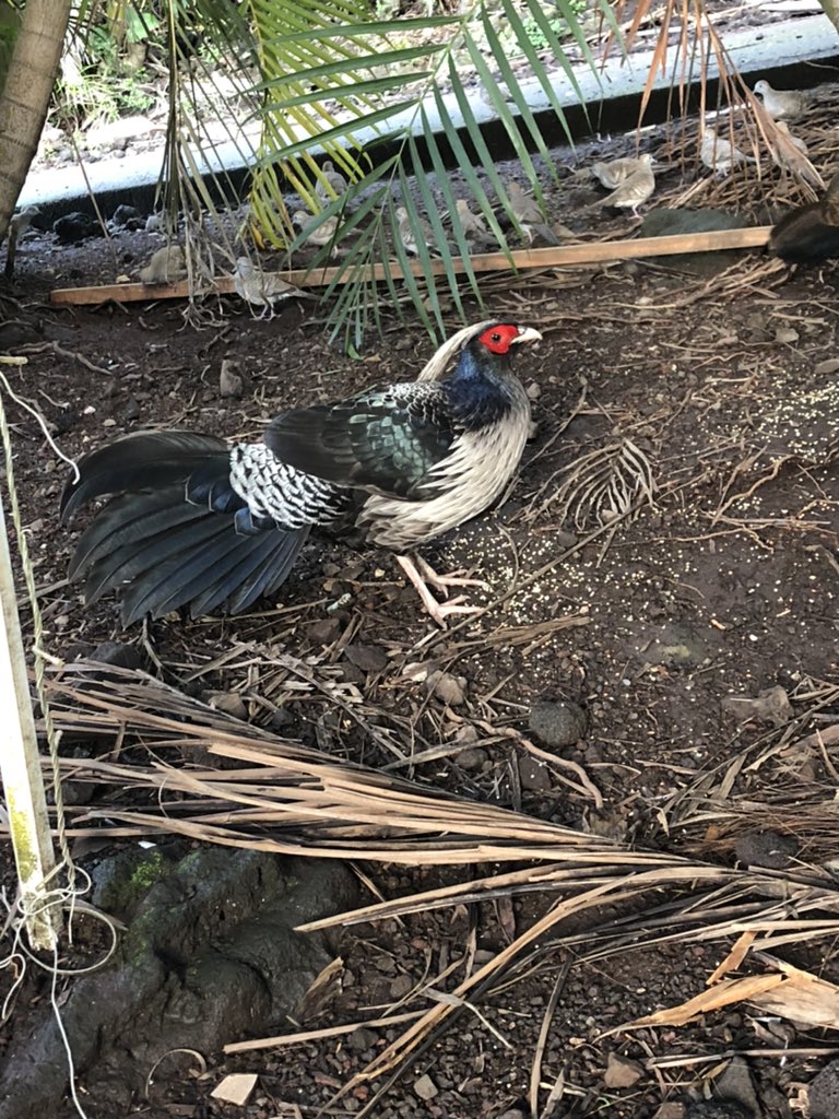 BecaHawaii's tweet image. I never tire of these beautiful pheasants. His mate is just off camera. This guy, Pickle, has been around since his parents raised him. His mate is named Relish. They mate for life. #Kalij #KalijPheasant #Hawaii #Thailand #Pakistan #Himalayan