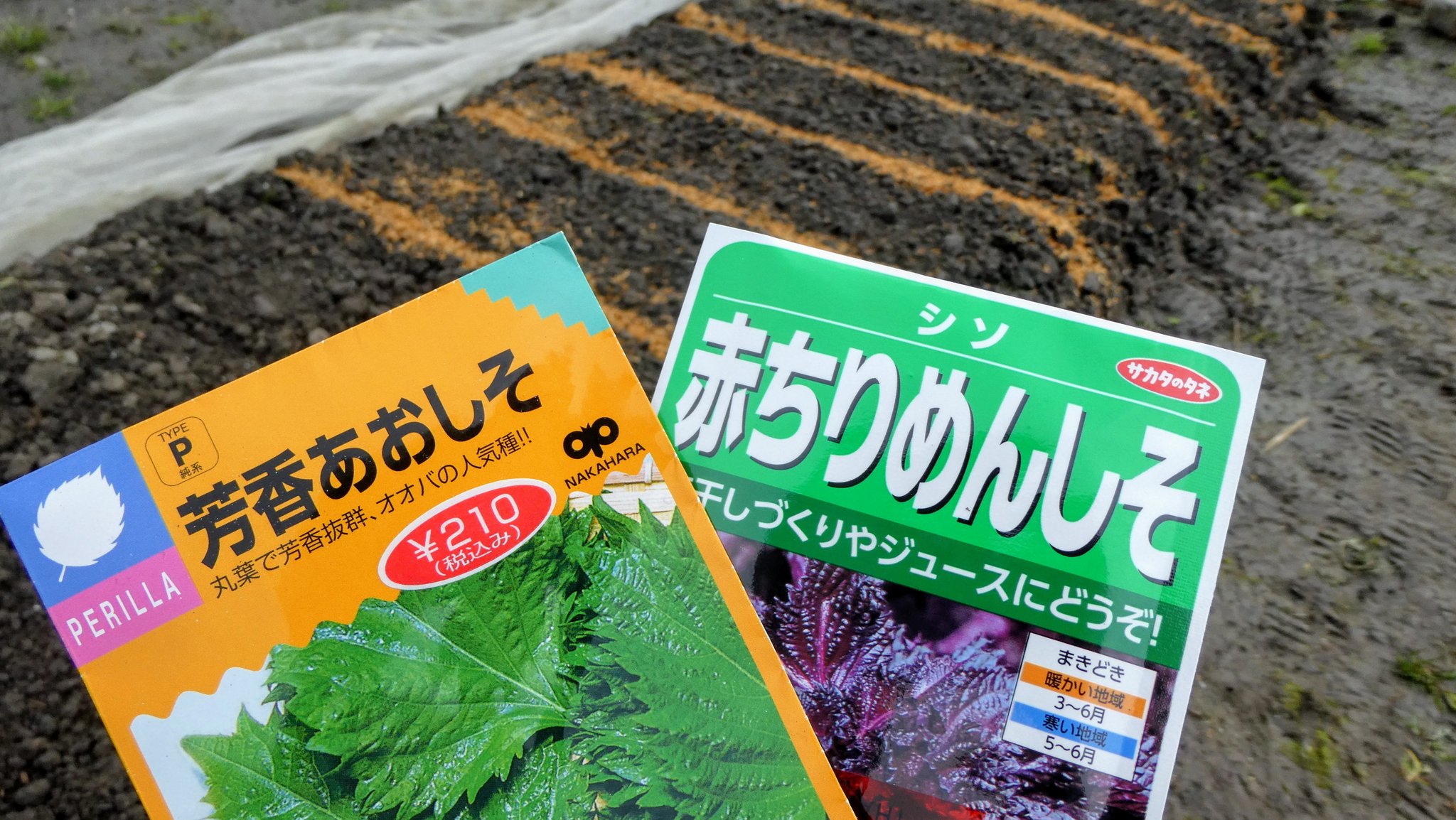 Gg60 シソと青しそ 大葉 の種蒔きました 梅仕事の始まり 昔からうちのエリアでは 梅の花が咲いたらシソを蒔け と言われてます 最近は 梅の花が咲くのが早いので散りかけくらいに蒔くのがいいのかも 梅仕事 シソ 大葉 田舎暮らし スローライフ