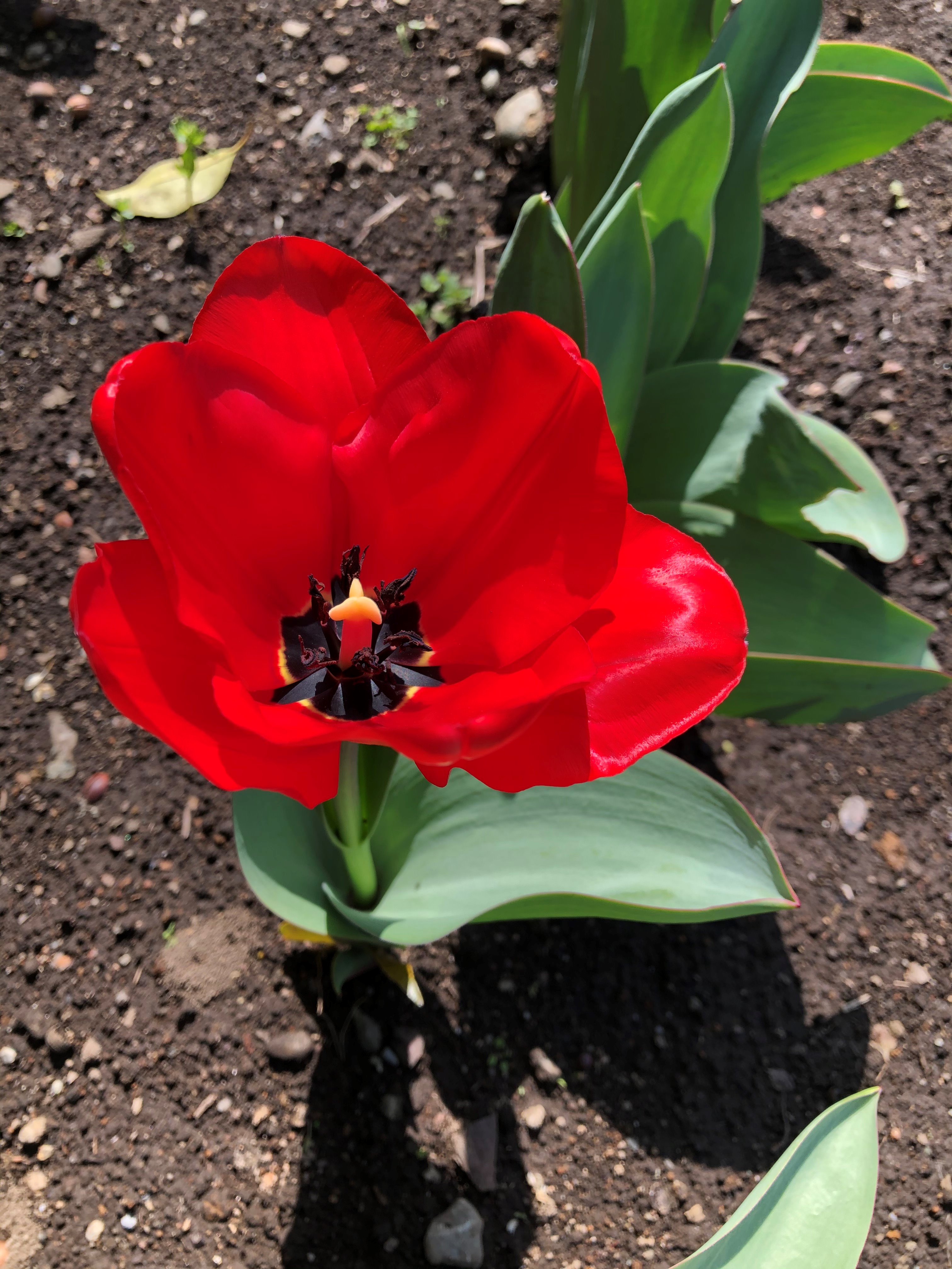 グリーンアップセンター ふれあいの森 暖かな日差しの中 ふれあいの森ではコブシ モクレン科 の花が次々と咲いて美しいです また大花壇では 赤とピンク色のチューリップが開花を始めました こちらの見ごろはまだ少し先のようです ふれあいの森