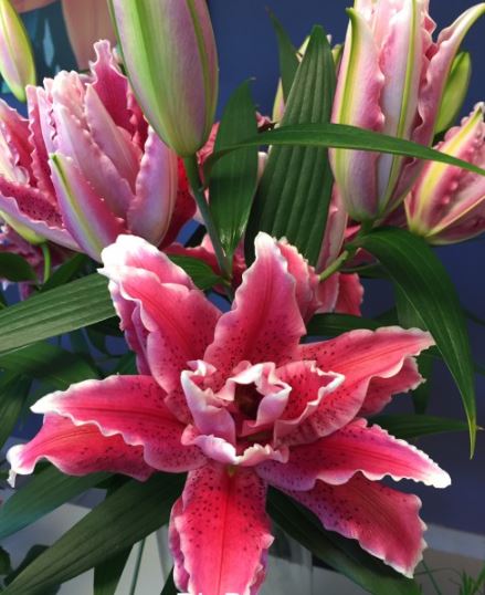 Klok 1 Naaldwijk tweet media