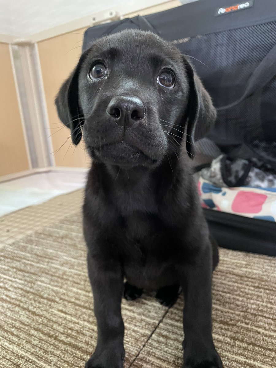 黒ラブ ぽこ V Twitter 今日2回目のワクチン接種 あと1回でやっと自分の脚でお散歩できるね 注射されながら先生にしっぽブンブン丸 針が刺さったのに気づいてないんだろうか でも帰ってからどことなく疲れた表情 黒ラブ ラブラドールレトリーバー 犬 注射 病院