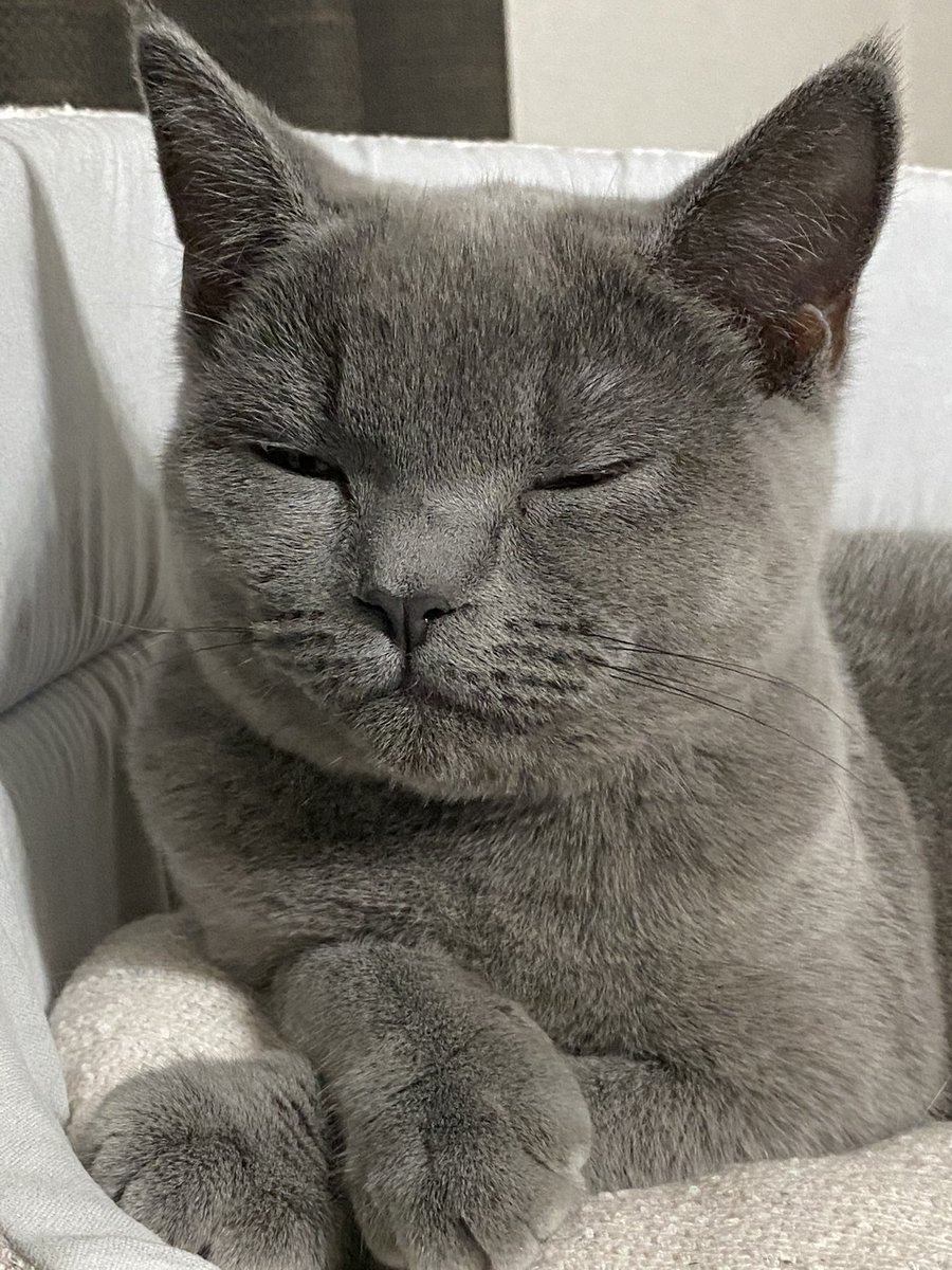 青い目の短足マンチカン على تويتر ネイル の色は任せるワ ネイル お洒落 ねこ ネコ 猫 ブリティッシュショートヘアー 猫写真 猫の手
